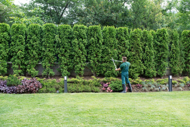 Professional Tree Removal and Landscaping Services in Fairfax, CA